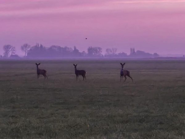 Herten in de ochtendmist bij Hof van Philipsland