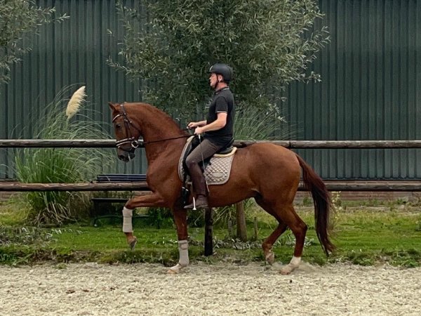 Paard in training in de buitenbak op Hof van Philipsland