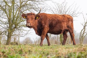 Steltloper op het wad bij de Slikken van de Heen